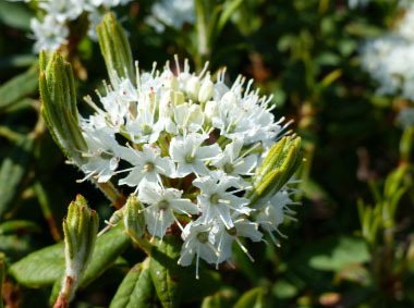 Labrador tea flower