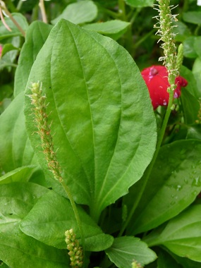 broadleaf plantain leaf