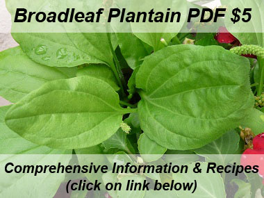 broadleaf plantain leaves