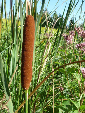 Cattail: Pictures, Flowers, Leaves and Identification | Typha latifolia