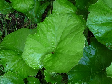 coldsfoot leaf