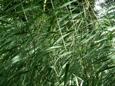 common reed leaves