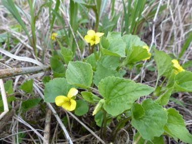 Downy Yellow Violet plant