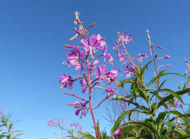 fireweed plant sideview