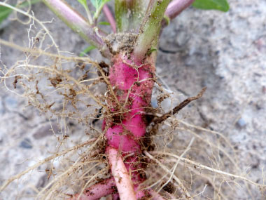pigweed root