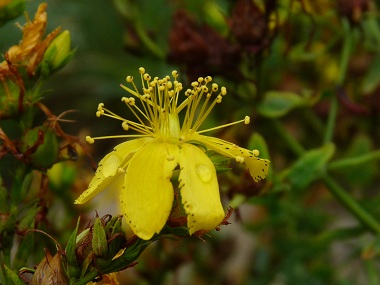 st johns wort picture