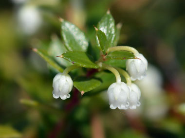 wintergreen flowers