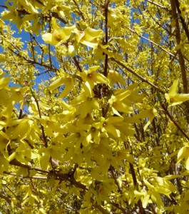 Edible Wild Food Blog » Pruning Forsythia but Save the Blossoms!