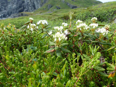 File:Labrador tea shrub in Fundy National Park.jpg - Wikipedia
