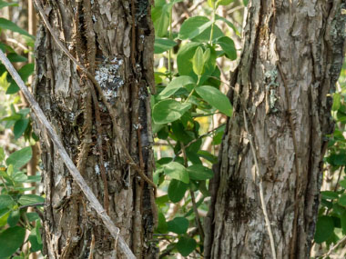 american plum bark