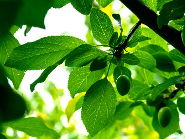 american plum leaves