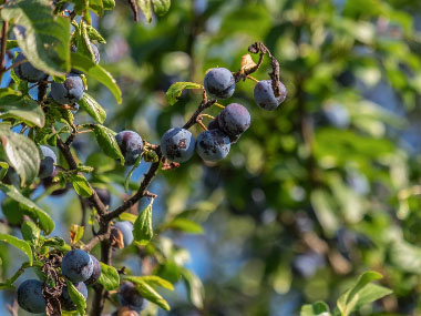 american plum tree