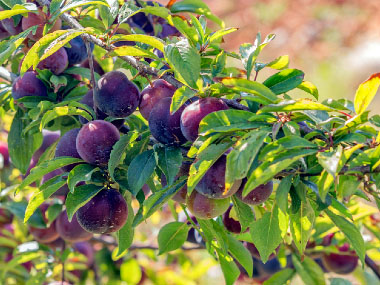 wild plums