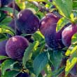 American Plum