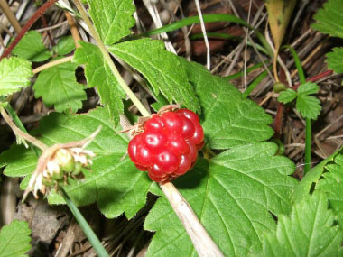 rubus arcticus raspberry arctic plants norway wikia berry ediblewildfood