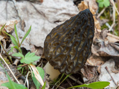 black morel