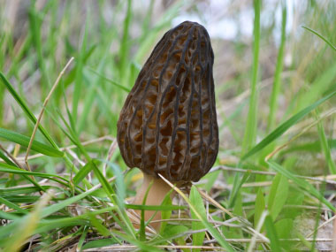 morchella elata