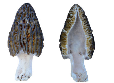 morel inside