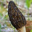 Black Morel