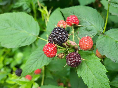 Black Raspberry: Identification, Leaves, Bark & Habitat | Rubus ...