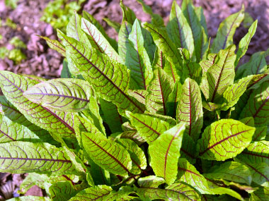 bloody dock leaves