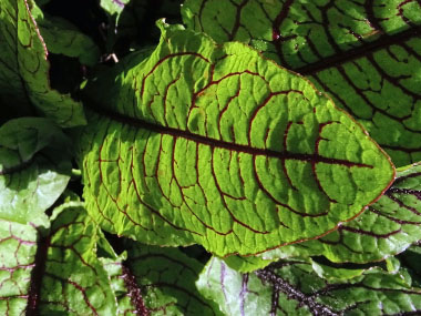 rumex sanguineus leaf