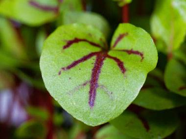 young leaf bloody dock