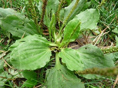 plantain weed edible