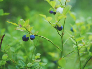 wild blueberry plant identification