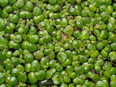 common duckweed