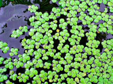 duckweed