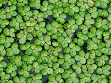 lesser duckweed