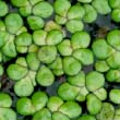 Common Duckweed