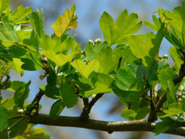 hawthorn leaf