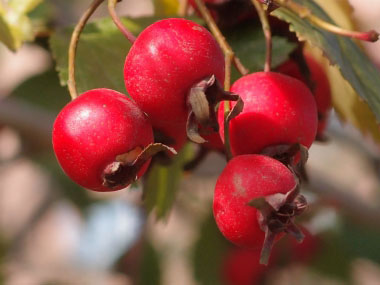 hawthorn berries common monogyna crataegus identification bark leaves ediblewildfood