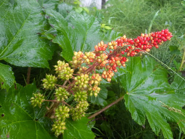 Oplopanax horridus berries