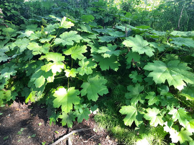 Oplopanax horridus