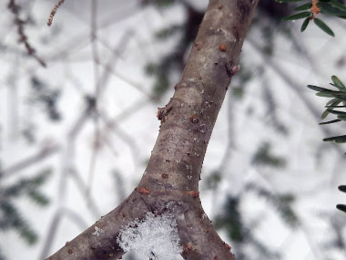 hemlock branch