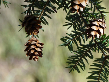 hemlock cones