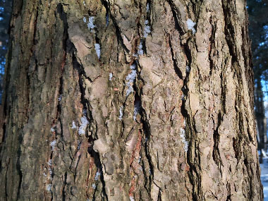 hemlock mature bark