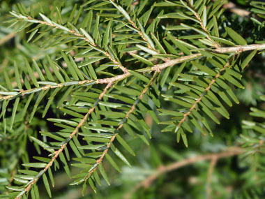 hemlock needles