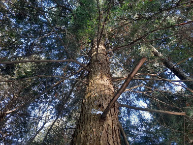 hemlock tree