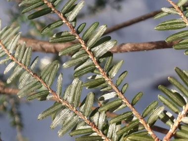 hemlock under needles