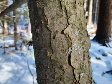 hemlock young bark