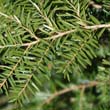 Eastern Hemlock