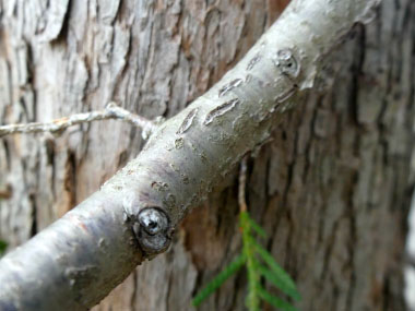 cedar tree branch