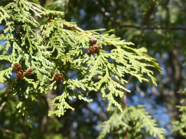 eastern red cedar needles