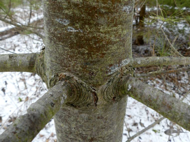 Eastern White Pine: Identification, Leaves, Bark & Habitat
