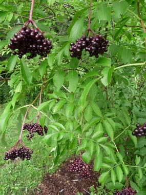 elderberry bush varieties