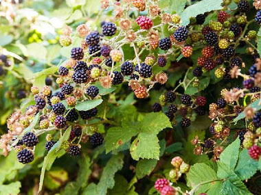 blackberry bushes